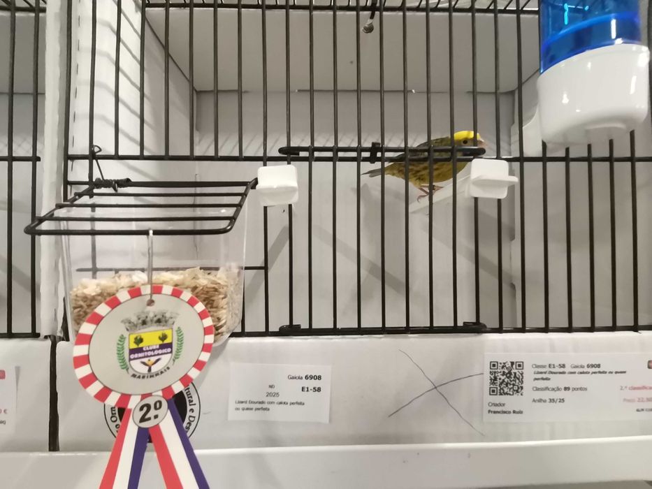 Canarios lizard novos