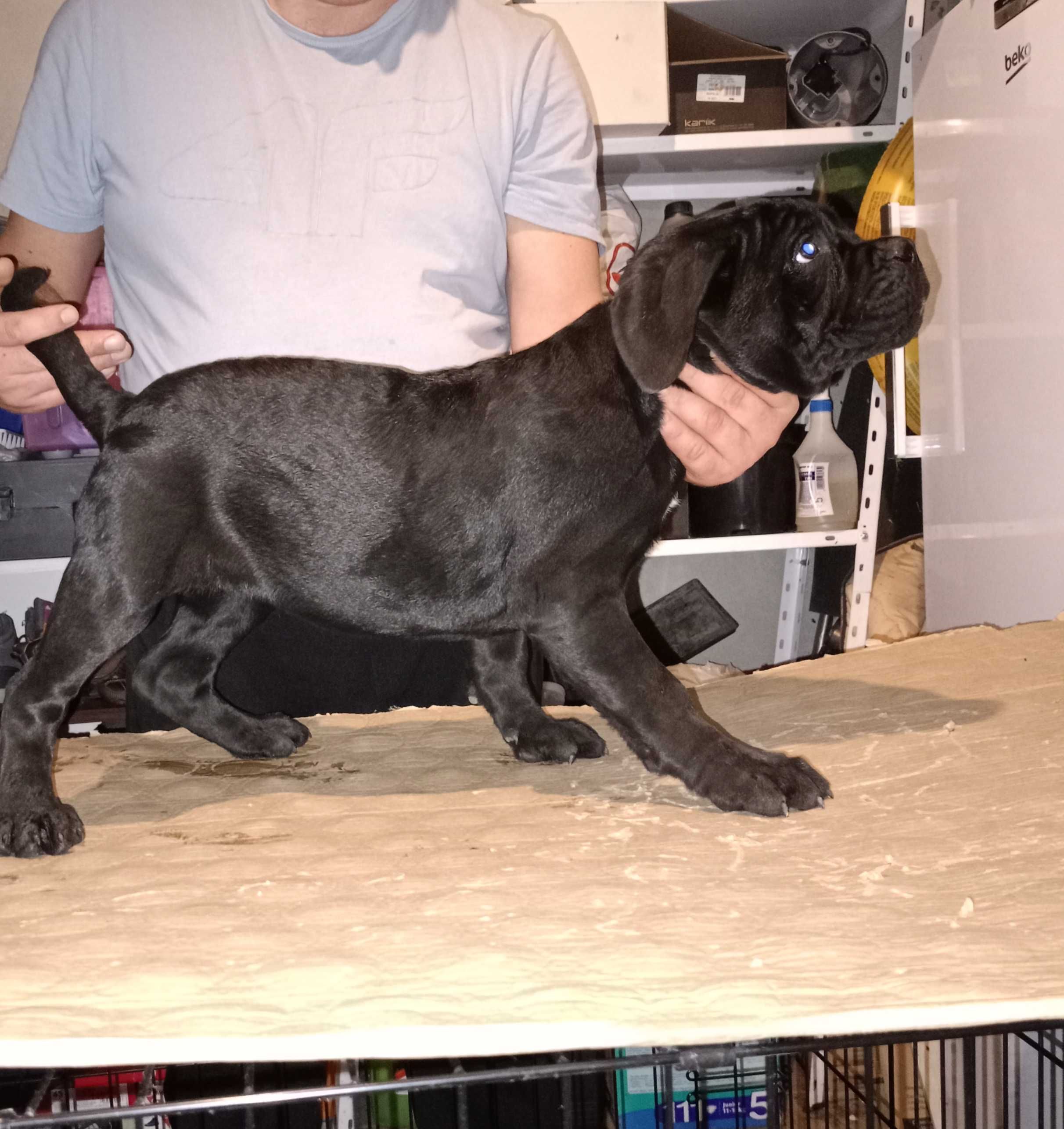 Cane corso piesek