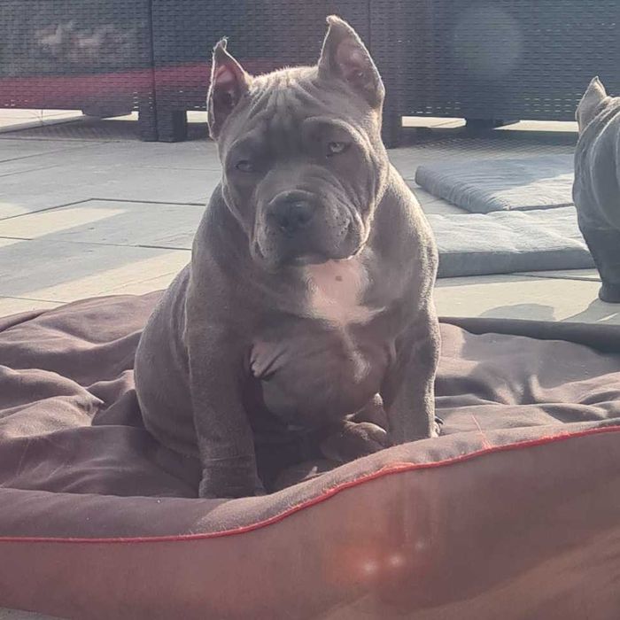 American Bully Chłopiec 3-mc Abkc