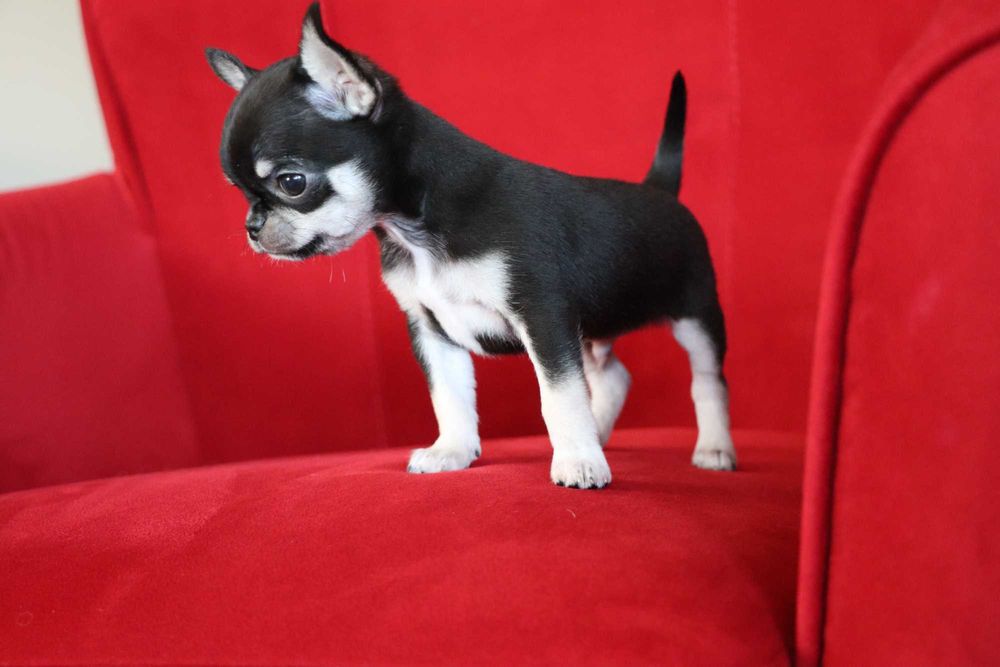 Chihuahua, krótkowłosy , maleńki piesek,  mini rodowód FCI ZKwP
