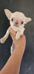 Chihuahua miniaturka sunia kremowa
