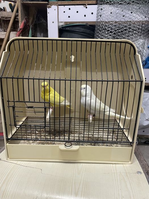 Casal de periquiros lutinos