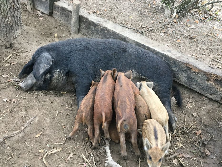Продам пухову мангалицю