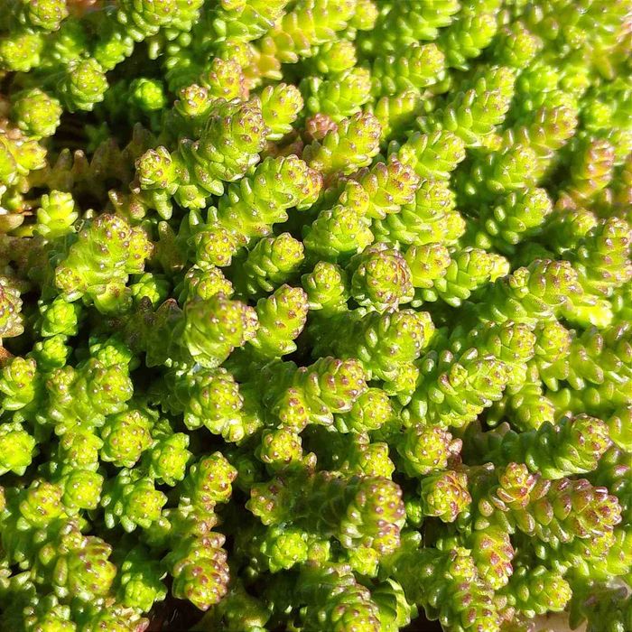 СУКУЛЕНТИ ВУЛИЧНІ. Очиток, седум, молодило