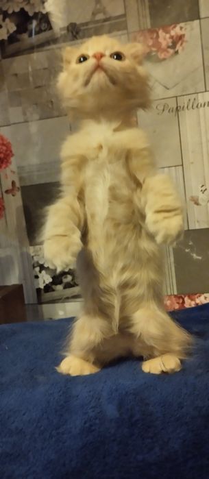 Кошеня шотландське висловухе міні.