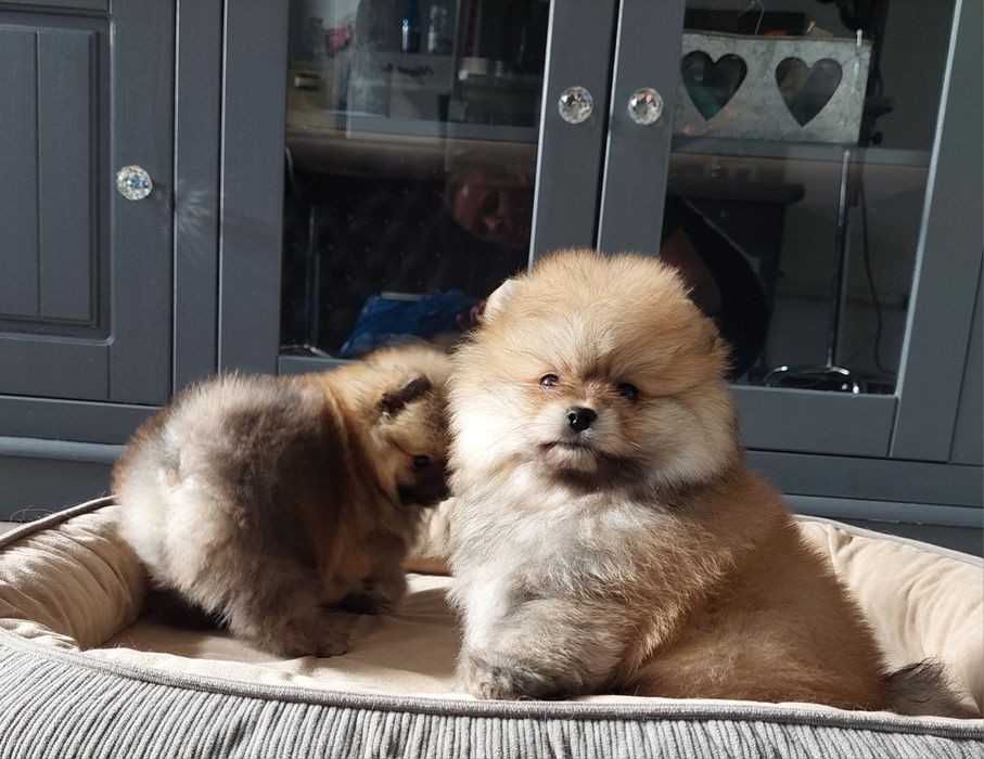 Szpic miniaturowy chłopczyk