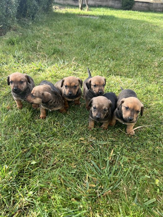 Віддамо в добрі руки цуценят