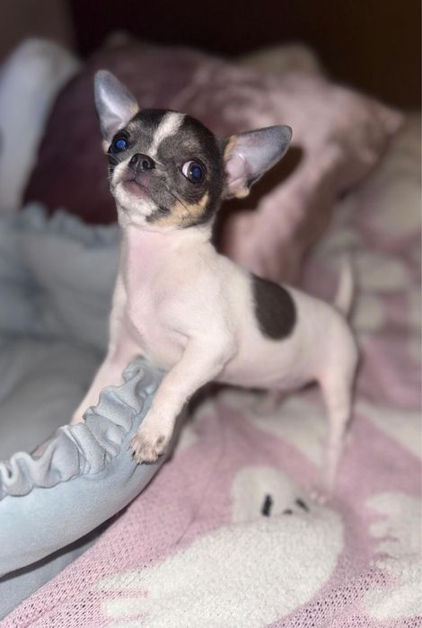 Chihuahua malutki niebiesko-biały piesek!!! Gotowy