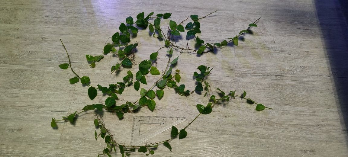 Ficus pumila roślina terrarium