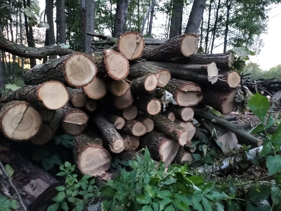 Drzewo liściaste  dębowe lub mieszane