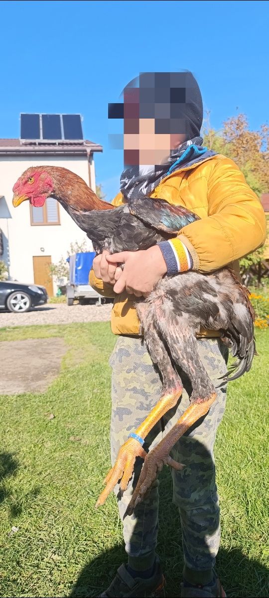 Indio gigante Austria jaja legowe jajka nie bojowiec malajski shamo