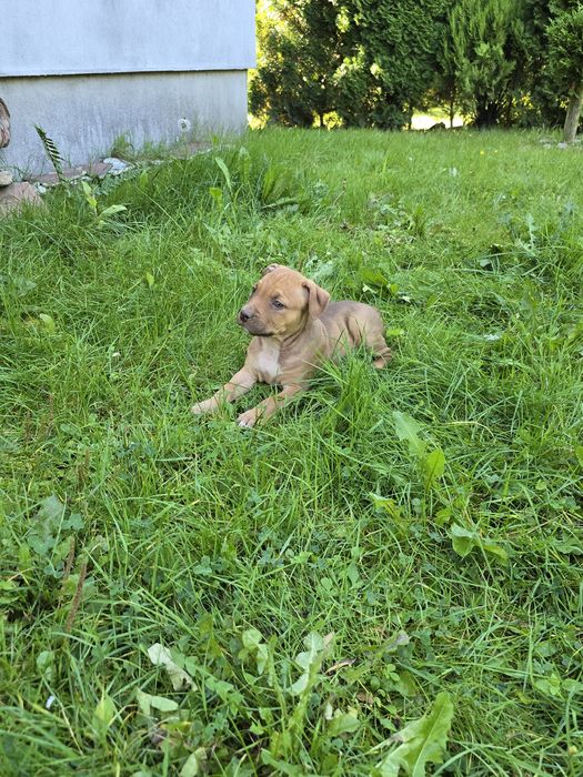 American Pitbull Terrier