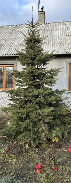 Продам живу ялинка