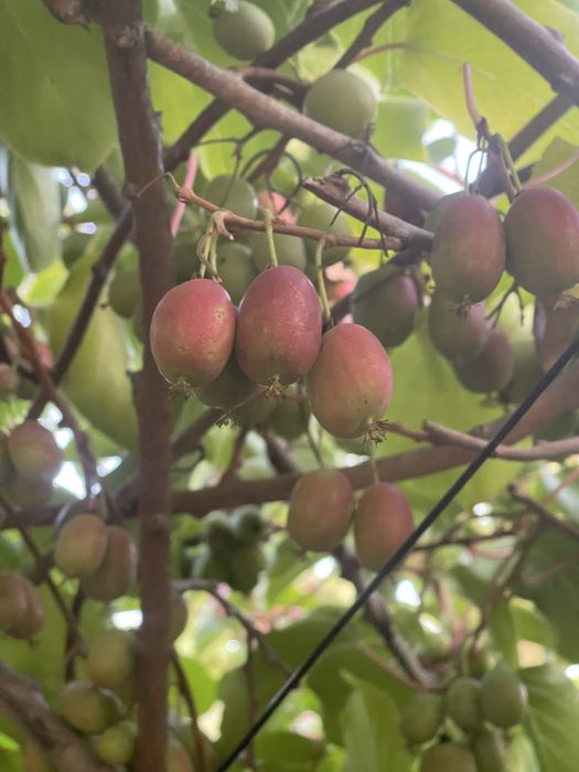 Актинідія 10 сортів  аргута