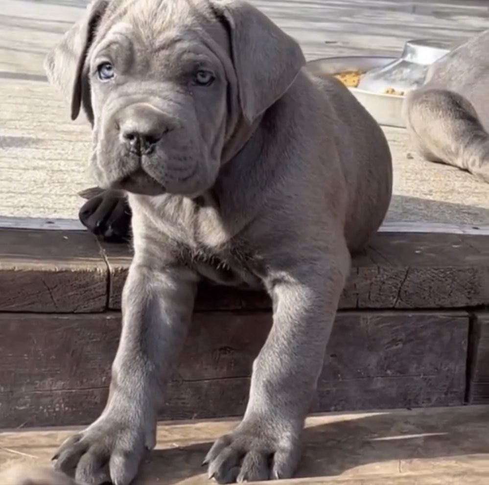 Не впусти шанс придбати одного знайкращих-щенят Cane corso