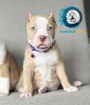 American Bully ABKC Gundabar Dogs suczka