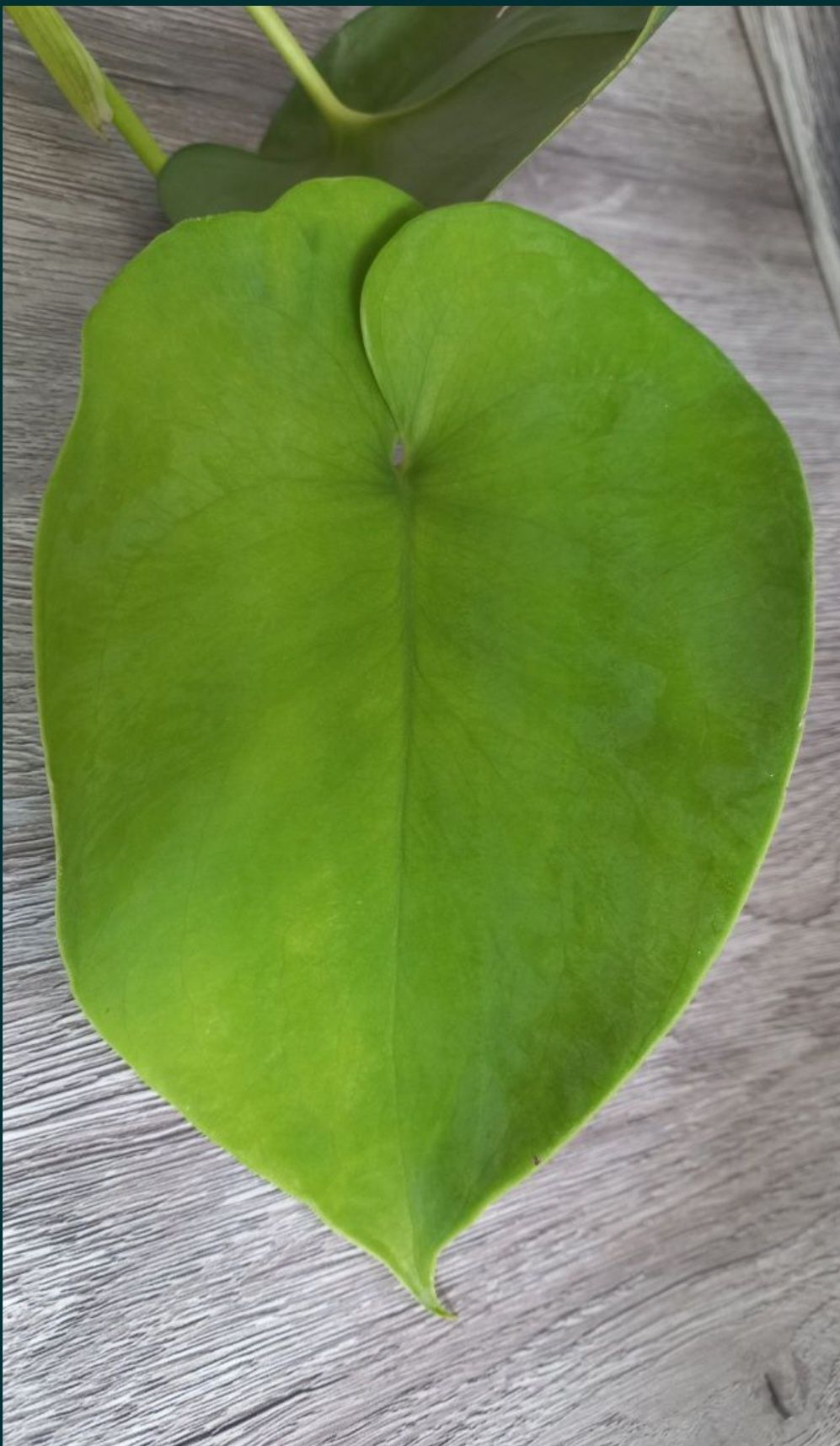 Монстера sp. (Blue heart leaf), филодендрон