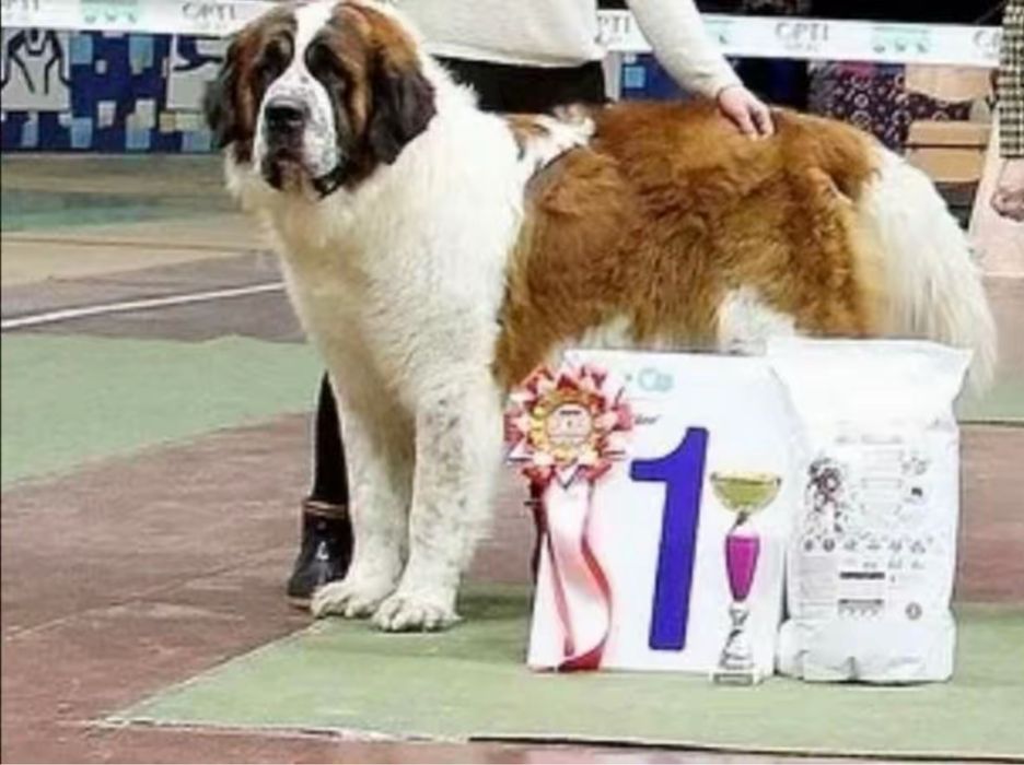 Щенки Московские стороживые