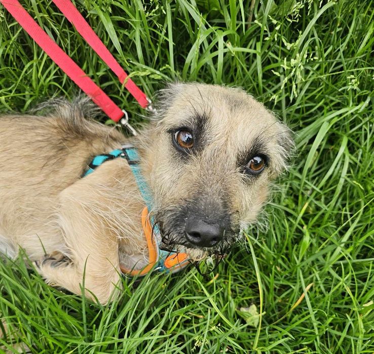 Malutka 6kg sunia szuka domu