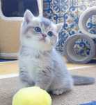 Gatinhо scottish straight