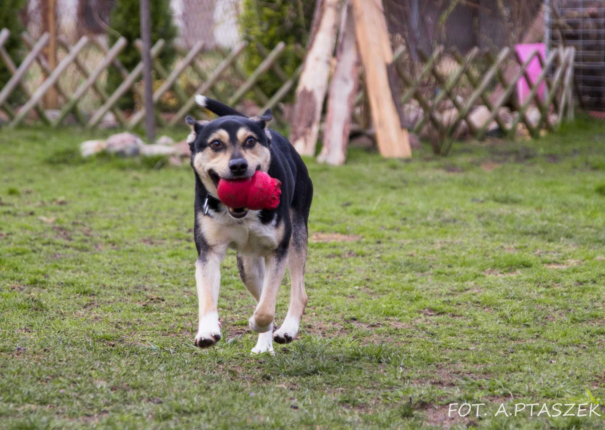 Rico - trzyletni piesek do adopcji