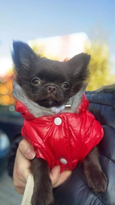 Chihuahua Chłopczyk Długowłosy *ZKwP FCI*