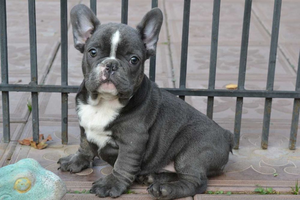 мальчик вип качество