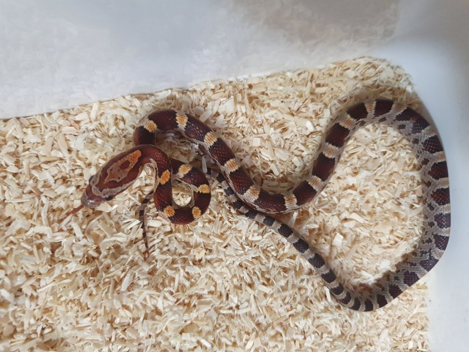 Młode węże zbożowe ładnie wybarwine anerystic wąż do terrarium snake