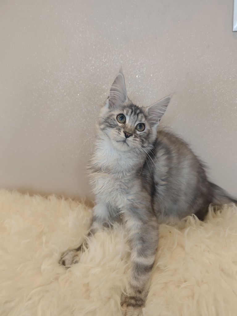 Cudny kocurek Maine Coon