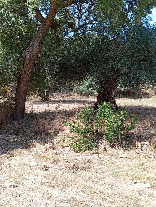 Terreno agrícola em Aldeia do Bispo/Penamacor com 1 hectare.
