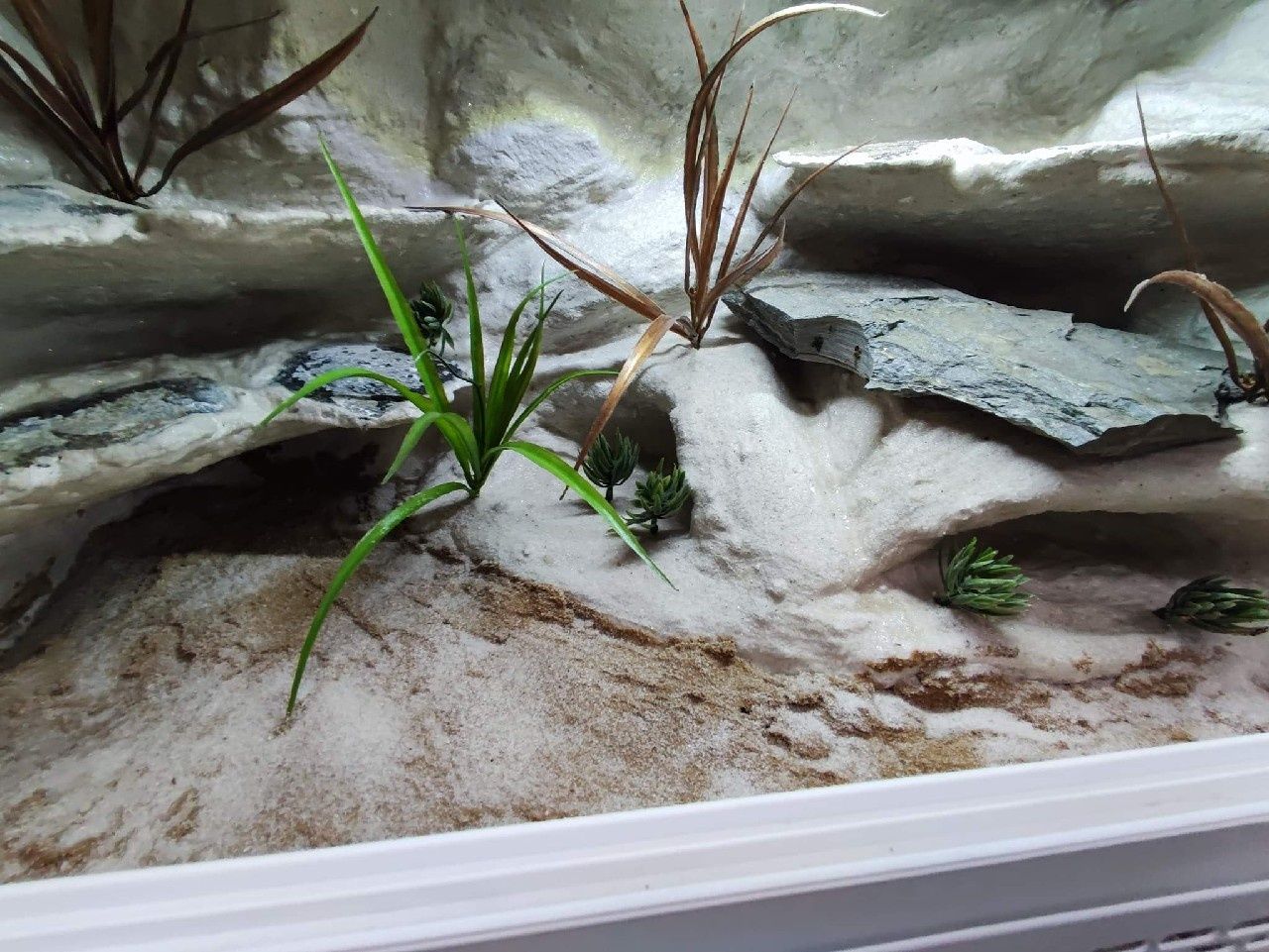 Terrarium gekon lamparci jaszczurka PETMARKET