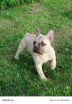 Buldog francuski sunia