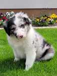 Border Collie Piesek Śliczny Merle Fikus