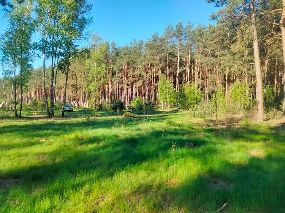 Jezioro Józefowo Drwęca własny las, 12km od Torunia 8000m2