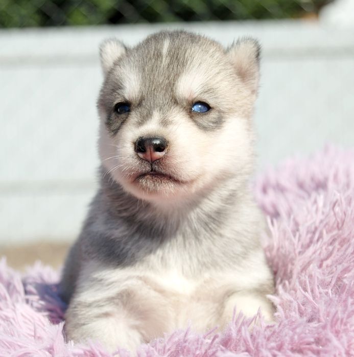 Хасята цуценята. Хаскі.