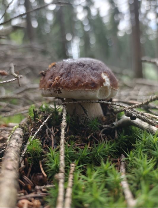 Prawdziwek, borowik suszony z atestem od sanepidu