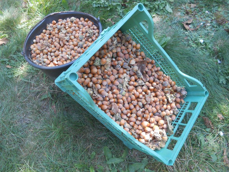 Orzechy Laskowe,Świeżo zbierane, 8zł/kg