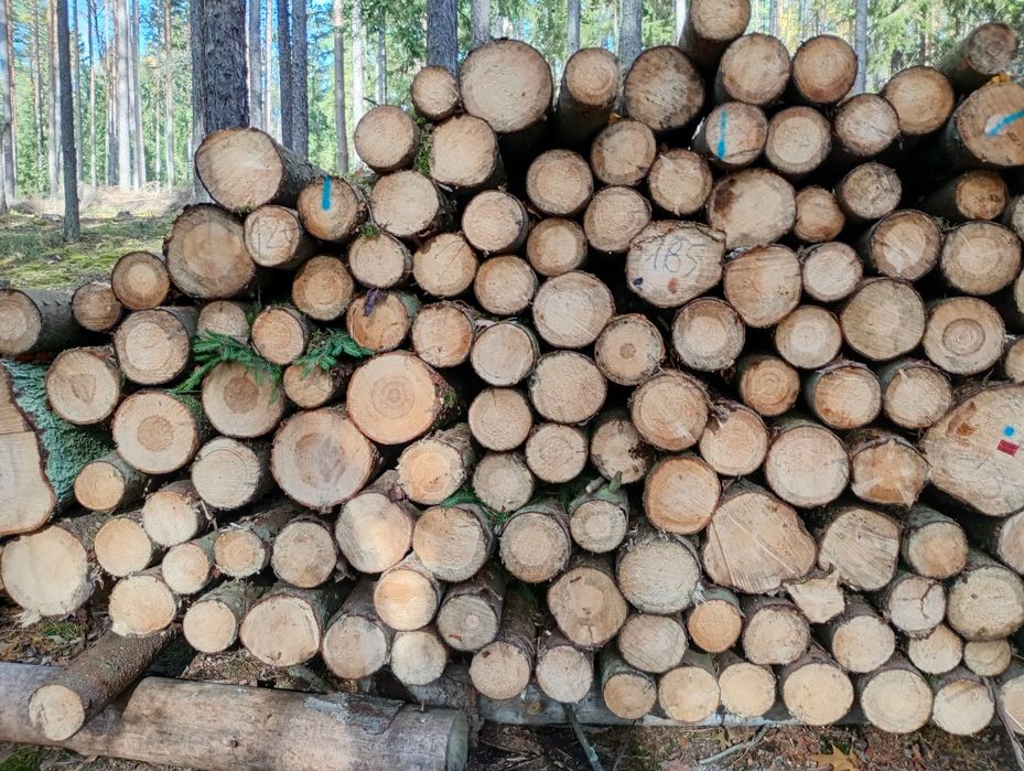 Stęple słupki żerdzie TRANSPORT Gratis