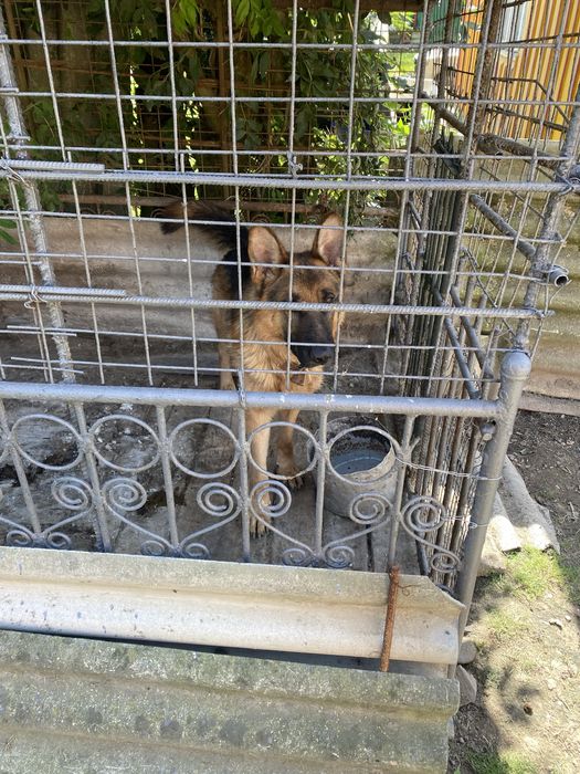 Продається Німецька вівчарка Кобель 3 Роки