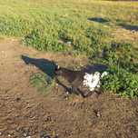 Cabrito anão muito lindo