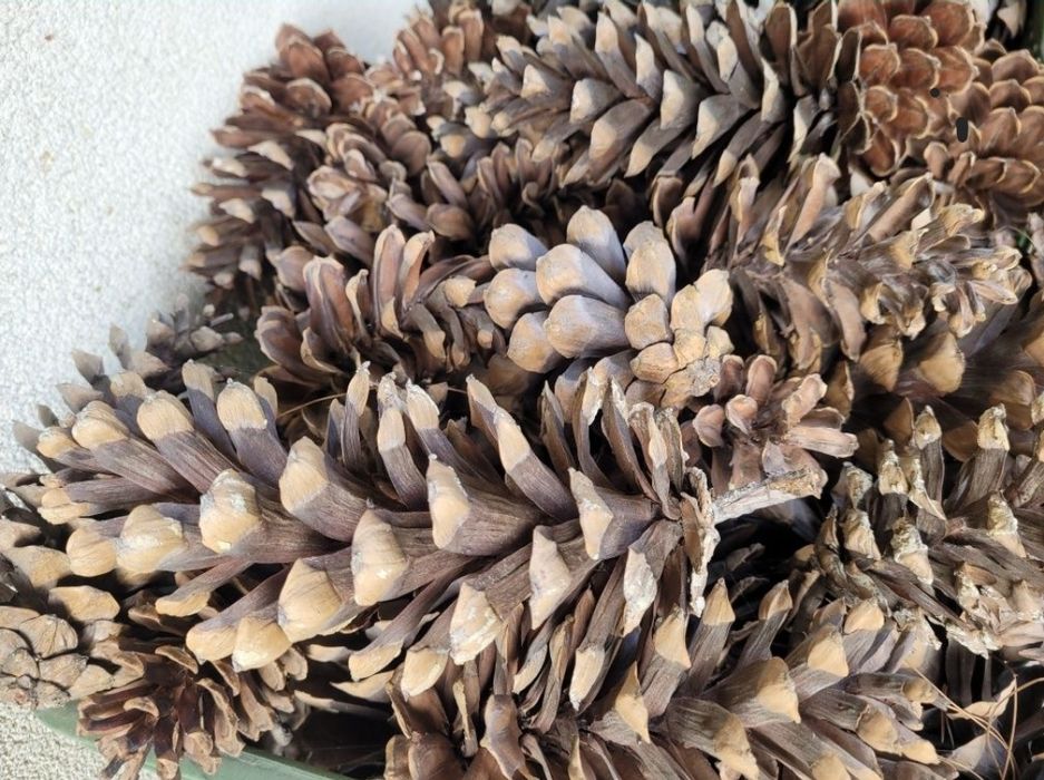 Dekoracyjne ogromne duże szyszki 10-15cm wejmutka sosna