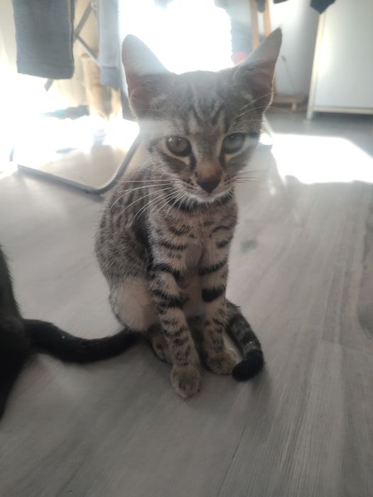 Oddam kocurki w dobre ręce