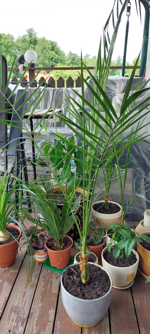 Palma Królewska Phoenix Canariensis