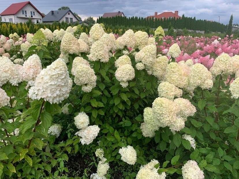 Hortensja bukietowa truskawkowa różowa  - duże 120-150 cm