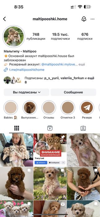 Мальтипу в редком окрасе ред браун !!!