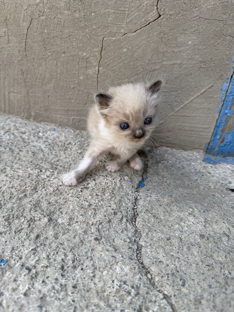 Віддам кошенят в хороші руки