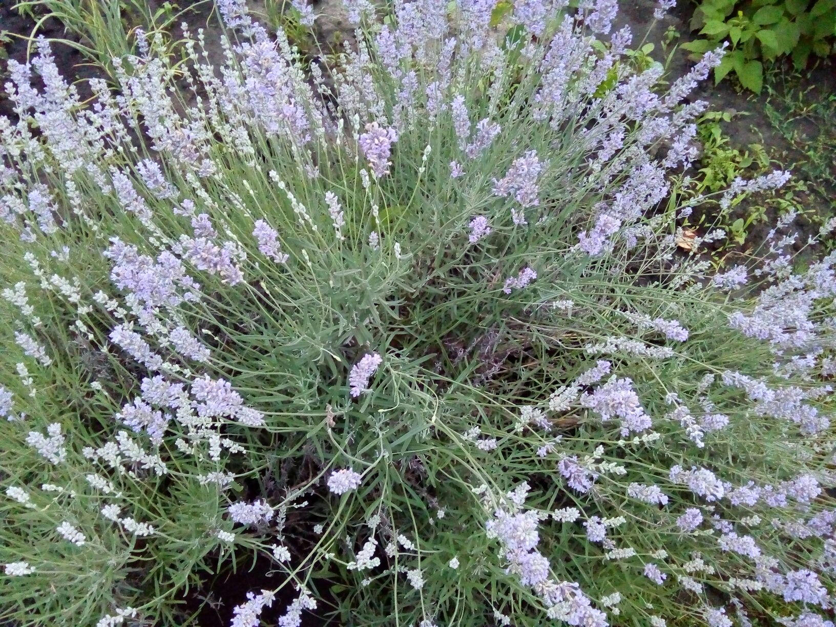 Лаванда узколистная кусты