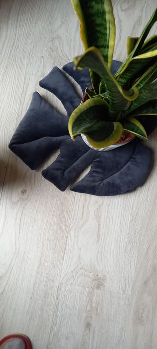 Matawelur  kształt  liścia  monstery