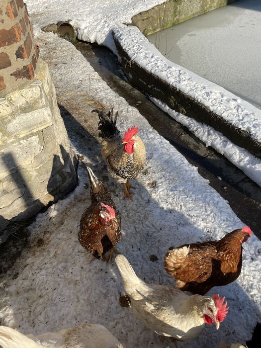 koguty włochy sprzedam