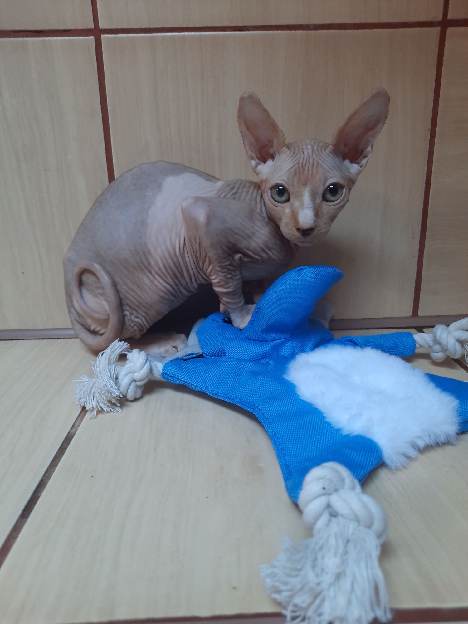 **ANDY**kocurek sfinks kanadyjski bicolor
